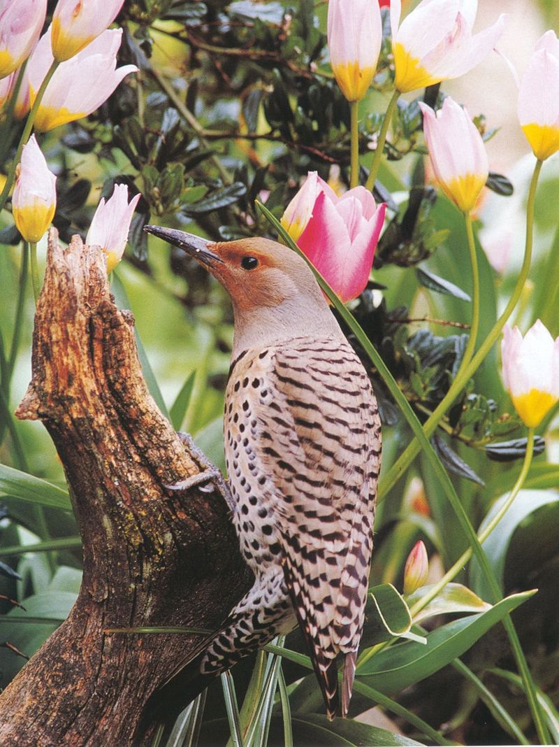 Northern Flicker (Colaptes auratus){!--쇠부리딱다구리-->; DISPLAY FULL IMAGE.