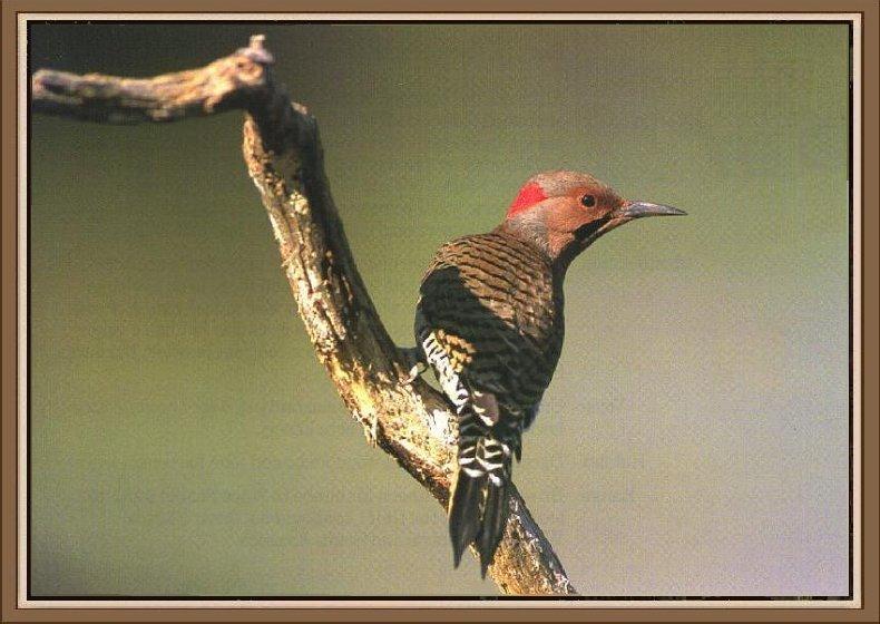 Northern Flicker (Colaptes auratus){!--쇠부리딱다구리-->; DISPLAY FULL IMAGE.