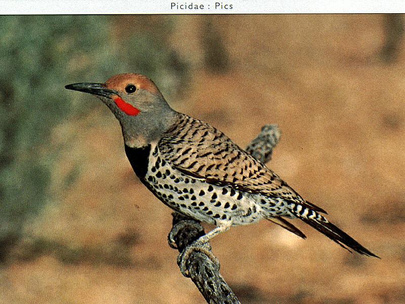 Gilded Flicker (Colaptes chrysoides) {!--금관쇠부리딱다구리-->; DISPLAY FULL IMAGE.