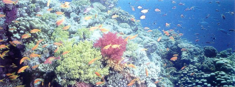 [Underwater] Red Sea Underwater Life - fishes; DISPLAY FULL IMAGE.