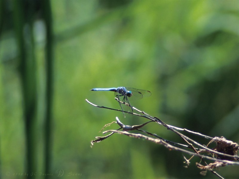 Dragonfly (Anisoptera){!--잠자리-->; DISPLAY FULL IMAGE.