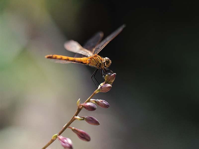 Dragonfly (Anisoptera){!--잠자리-->; DISPLAY FULL IMAGE.
