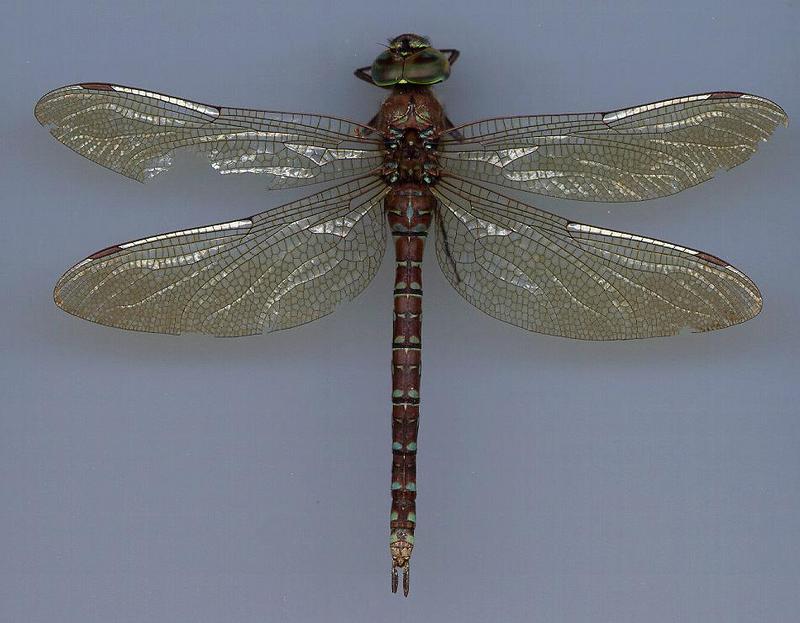Dragonfly (Anisoptera){!--잠자리-->; DISPLAY FULL IMAGE.