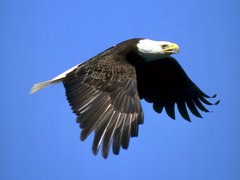 Bald Eagle (Haliaeetus leucocephalus){!--흰머리수리--> in flight; DISPLAY FULL IMAGE.