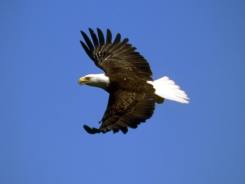 Bald Eagle (Haliaeetus leucocephalus){!--흰머리수리--> in flight; DISPLAY FULL IMAGE.