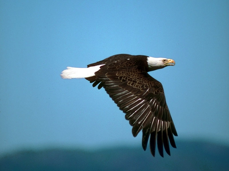 Bald Eagle (Haliaeetus leucocephalus){!--흰머리수리--> in flight; DISPLAY FULL IMAGE.