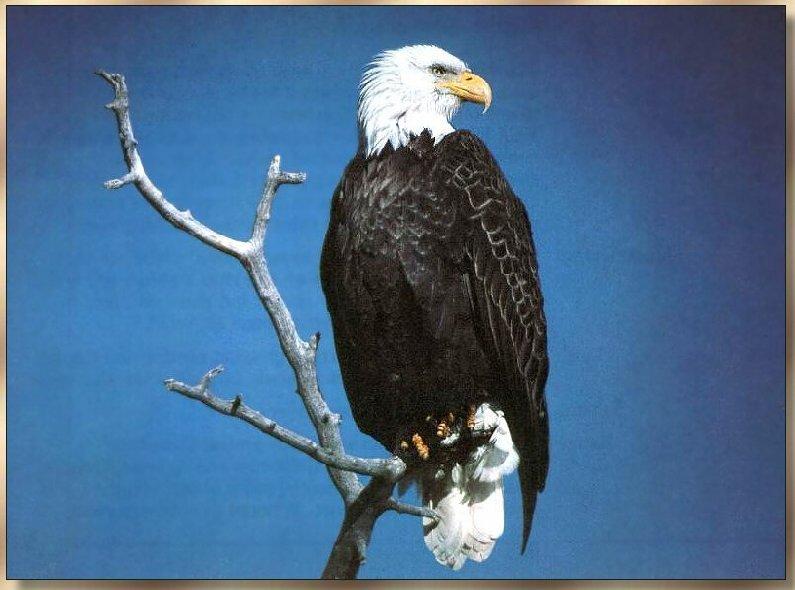 Bald Eagle (Haliaeetus leucocephalus){!--흰머리수리--> perched; DISPLAY FULL IMAGE.