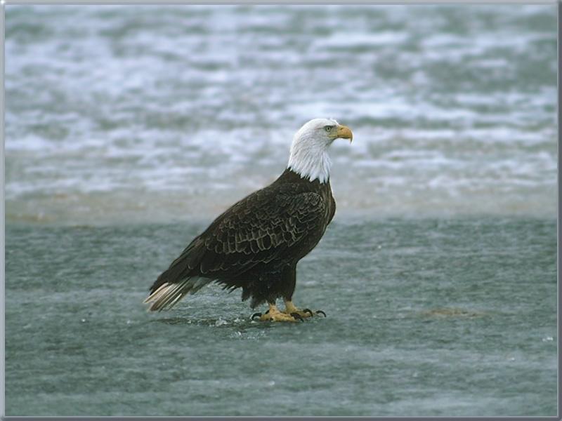 Bald Eagle (Haliaeetus leucocephalus){!--흰머리수리-->; DISPLAY FULL IMAGE.