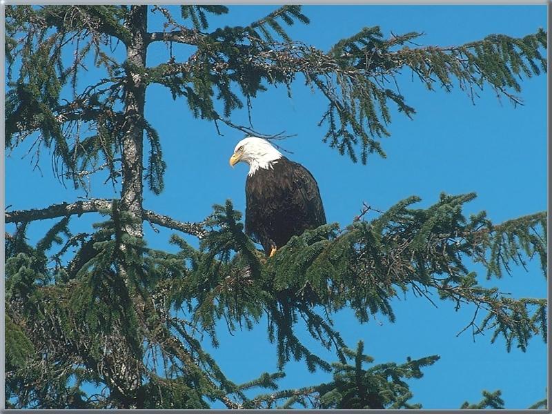 Bald Eagle (Haliaeetus leucocephalus){!--흰머리수리--> perching on tree; DISPLAY FULL IMAGE.
