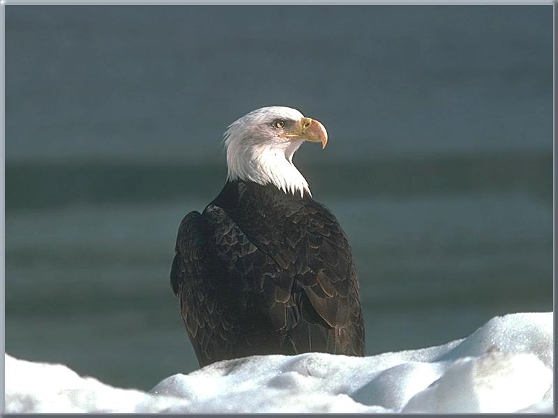 Bald Eagle (Haliaeetus leucocephalus){!--흰머리수리--> on snow; DISPLAY FULL IMAGE.