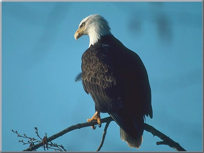 Bald Eagle (Haliaeetus leucocephalus){!--흰머리수리-->; DISPLAY FULL IMAGE.