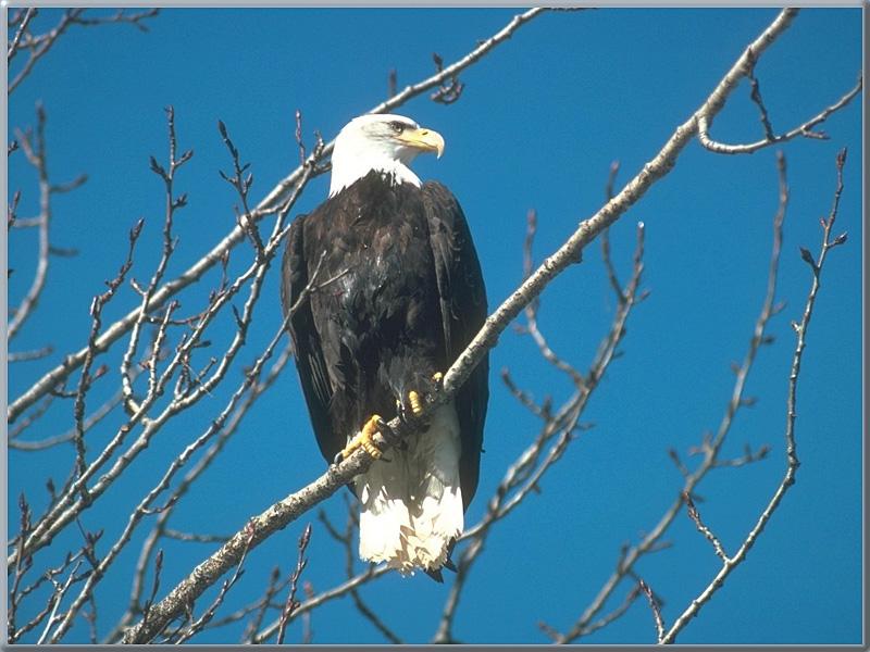 Bald Eagle (Haliaeetus leucocephalus){!--흰머리수리-->; DISPLAY FULL IMAGE.