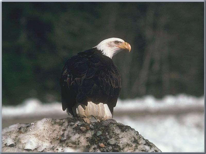 Bald Eagle (Haliaeetus leucocephalus){!--흰머리수리-->; DISPLAY FULL IMAGE.