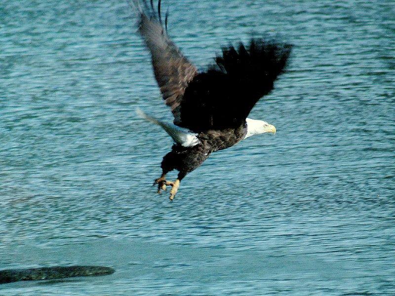 Bald Eagle (Haliaeetus leucocephalus){!--흰머리수리--> hunting; DISPLAY FULL IMAGE.