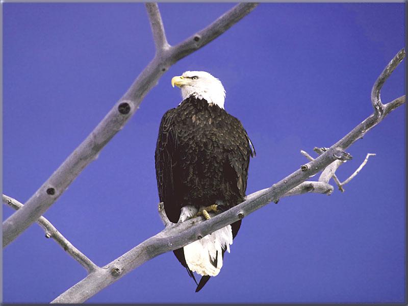 Bald Eagle (Haliaeetus leucocephalus){!--흰머리수리-->; DISPLAY FULL IMAGE.
