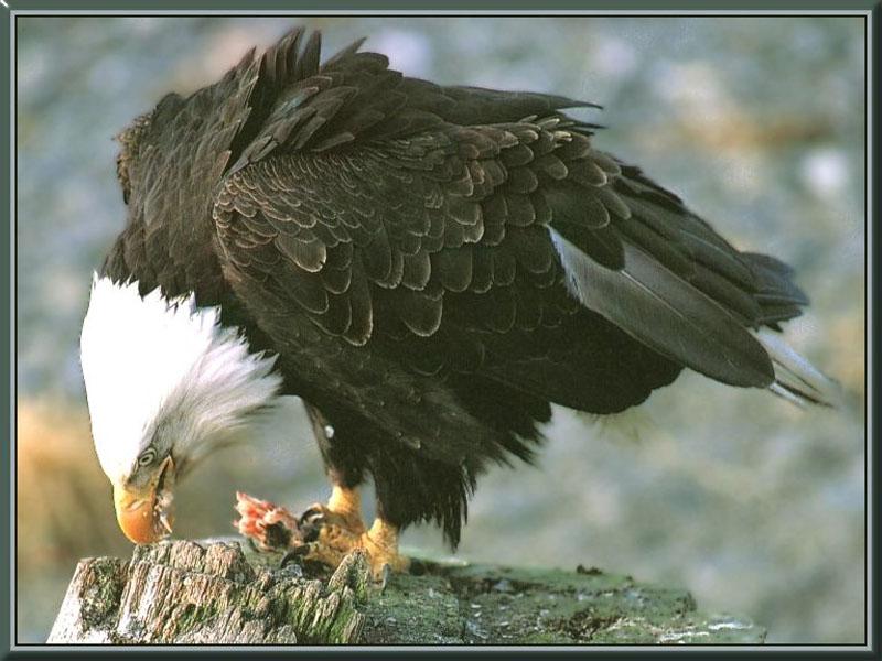 Bald Eagle (Haliaeetus leucocephalus){!--흰머리수리--> dinner; DISPLAY FULL IMAGE.
