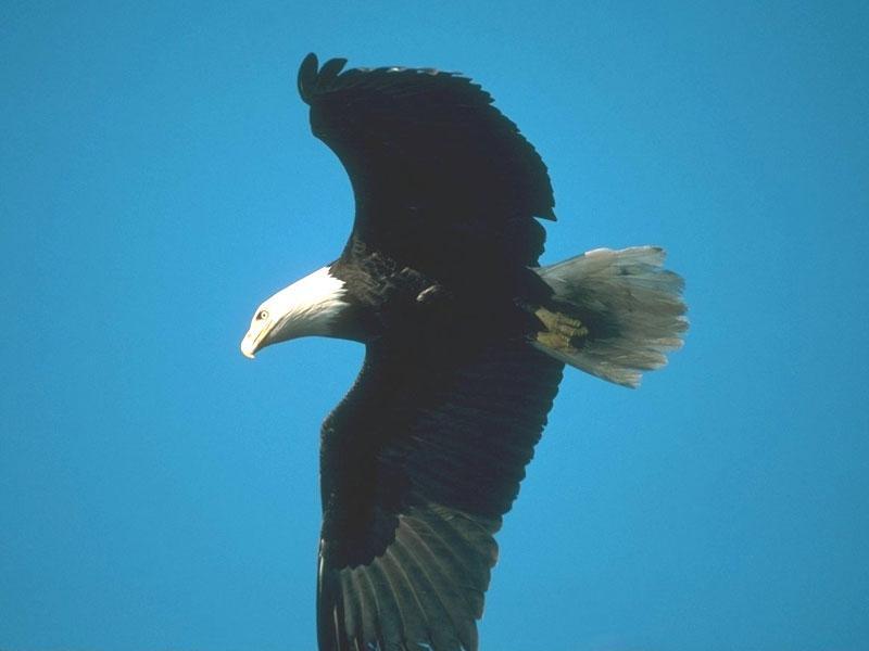 Bald Eagle (Haliaeetus leucocephalus){!--흰머리수리--> in flight; DISPLAY FULL IMAGE.