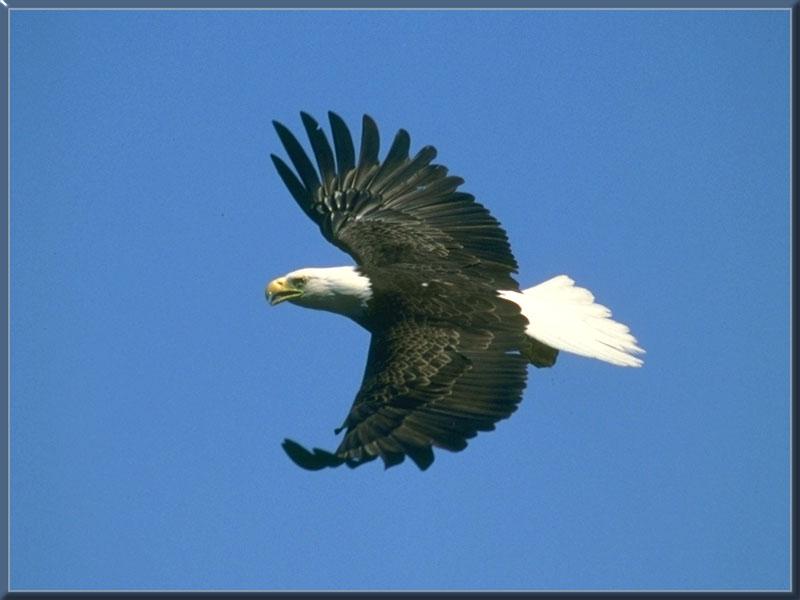 Bald Eagle (Haliaeetus leucocephalus){!--흰머리수리--> in flight; DISPLAY FULL IMAGE.