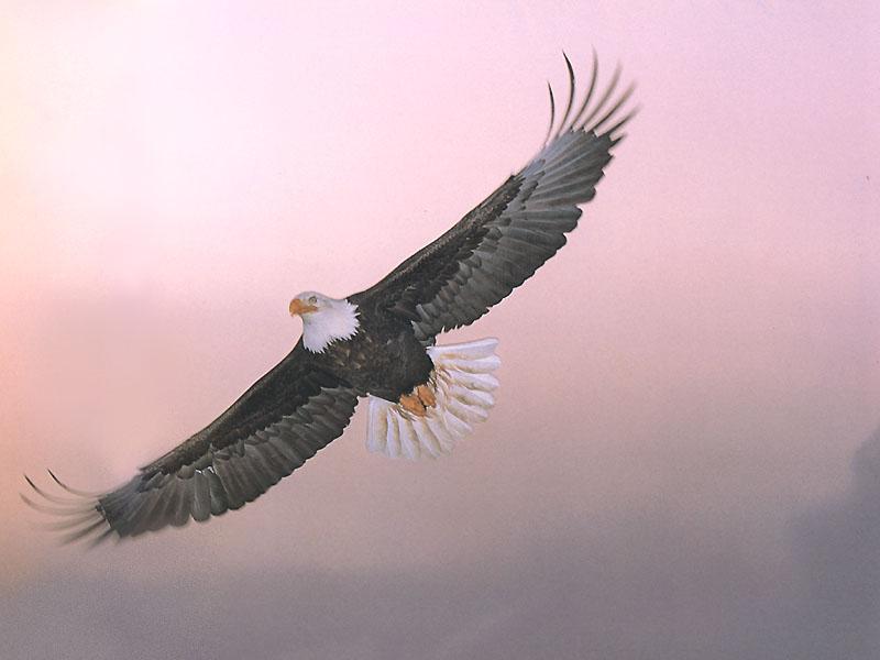 Bald Eagle (Haliaeetus leucocephalus){!--흰머리수리--> in flight; DISPLAY FULL IMAGE.