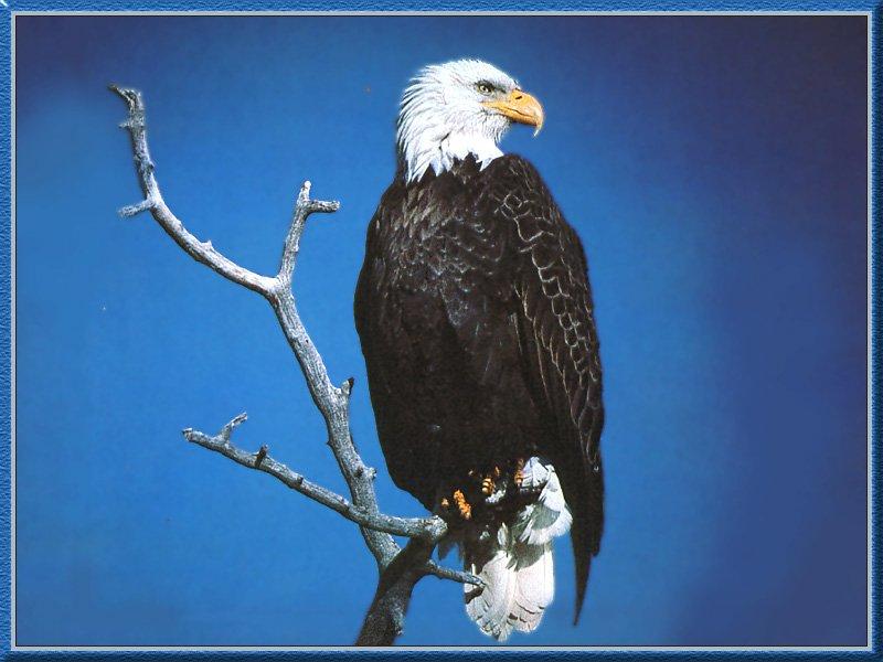 Bald Eagle (Haliaeetus leucocephalus){!--흰머리수리-->; DISPLAY FULL IMAGE.