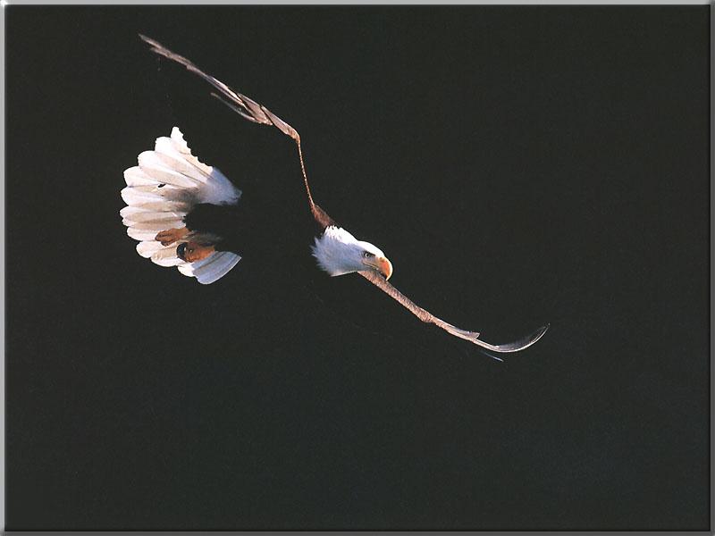 Bald Eagle (Haliaeetus leucocephalus){!--흰머리수리--> in flight; DISPLAY FULL IMAGE.