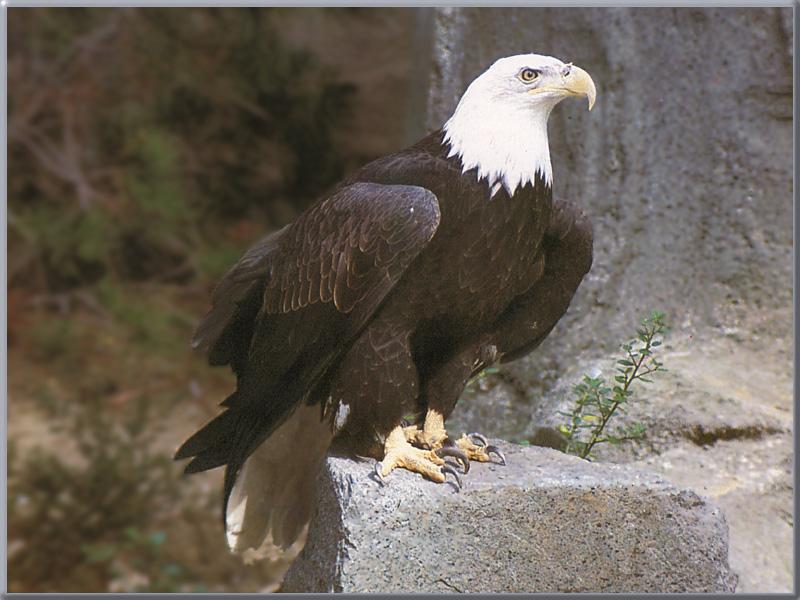 Bald Eagle (Haliaeetus leucocephalus){!--흰머리수리-->; DISPLAY FULL IMAGE.