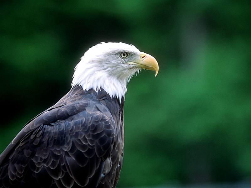 Bald Eagle (Haliaeetus leucocephalus){!--흰머리수리--> head; DISPLAY FULL IMAGE.