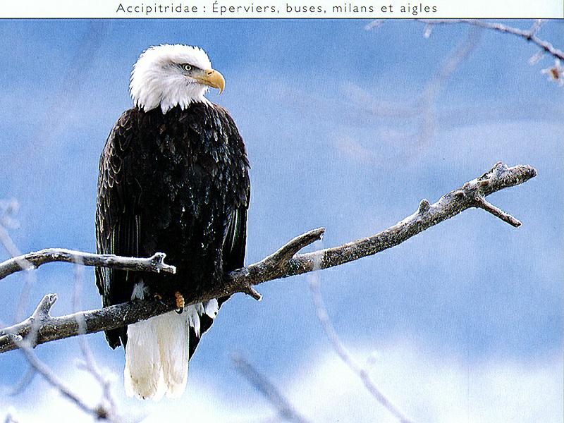 Bald Eagle (Haliaeetus leucocephalus){!--흰머리수리--> perched; DISPLAY FULL IMAGE.