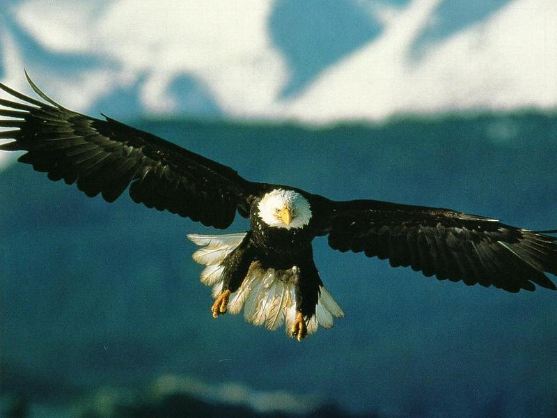 Bald Eagle (Haliaeetus leucocephalus){!--흰머리수리--> in flight; DISPLAY FULL IMAGE.