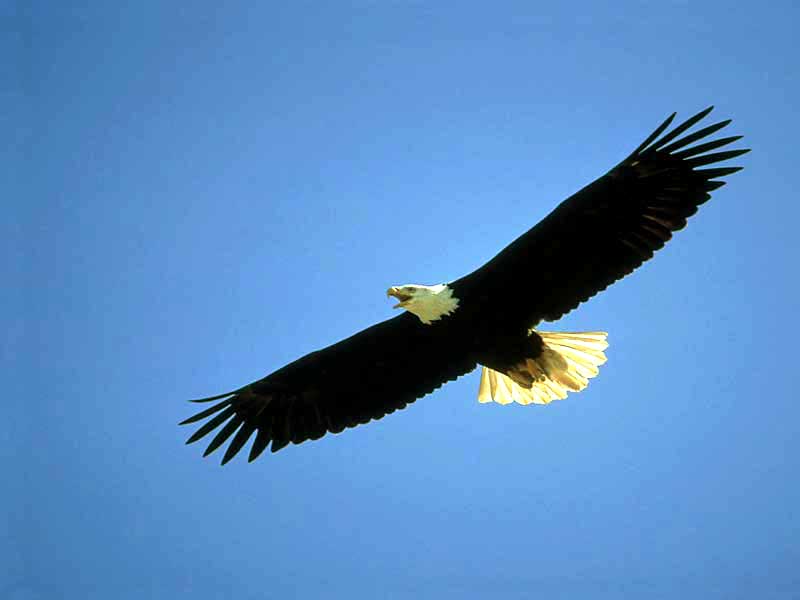 Bald Eagle (Haliaeetus leucocephalus){!--흰머리수리--> in flight; DISPLAY FULL IMAGE.