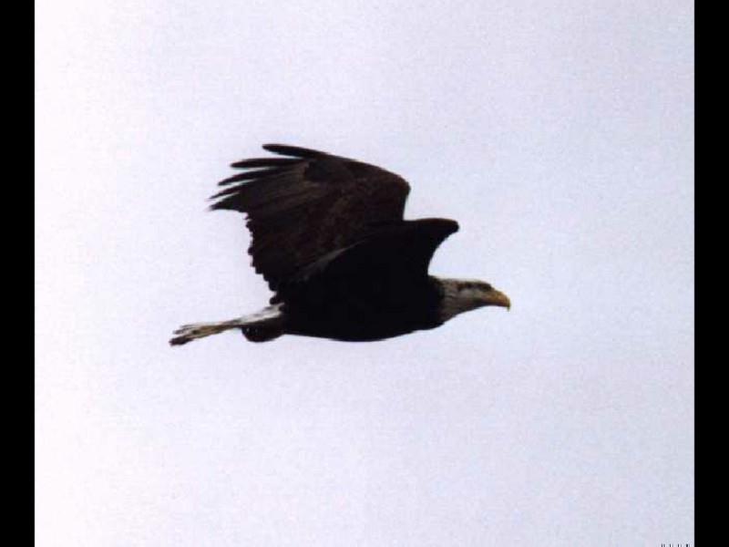 Bald Eagle (Haliaeetus leucocephalus){!--흰머리수리--> in flight; DISPLAY FULL IMAGE.
