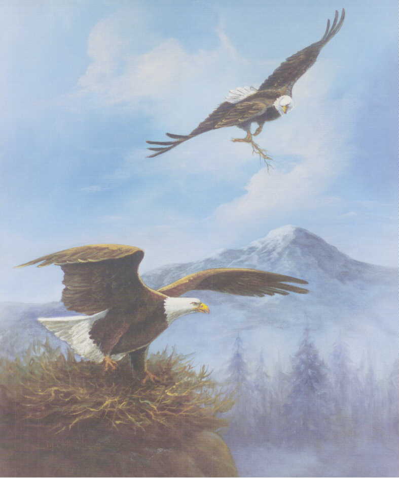 Bald Eagle (Haliaeetus leucocephalus){!--흰머리수리-->; DISPLAY FULL IMAGE.