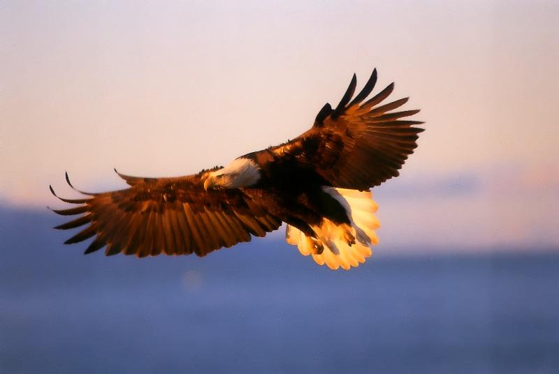 Bald Eagle (Haliaeetus leucocephalus){!--흰머리수리--> in flight; DISPLAY FULL IMAGE.