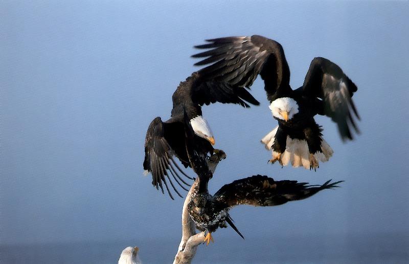 Bald Eagle (Haliaeetus leucocephalus){!--흰머리수리-->; DISPLAY FULL IMAGE.