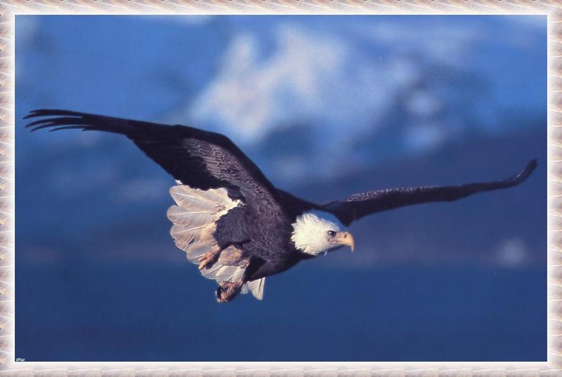 Bald Eagle (Haliaeetus leucocephalus){!--흰머리수리--> in flight; DISPLAY FULL IMAGE.