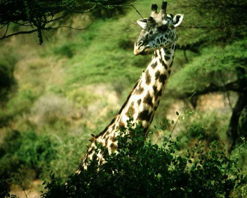 Giraffe (Giraffa camelopardalis){!--기린--> head; DISPLAY FULL IMAGE.