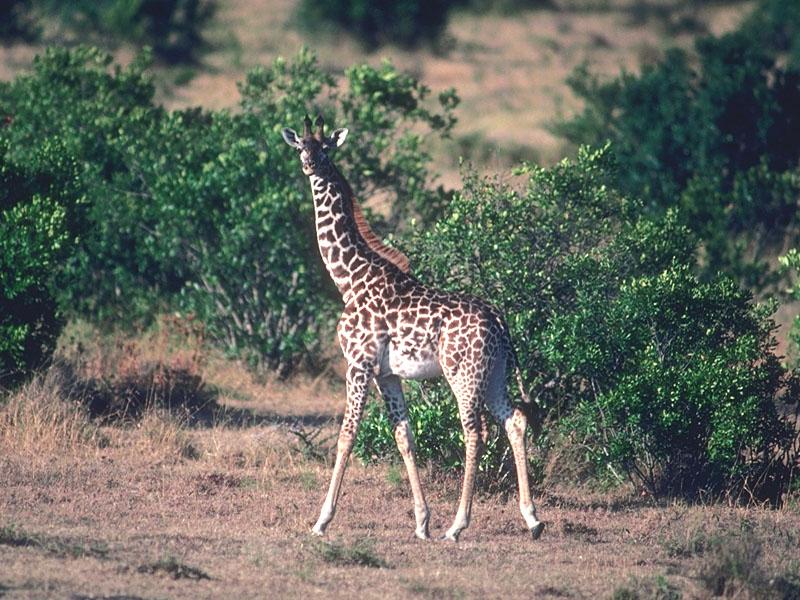 Masai Giraffe (Giraffa camelopardalis tippelskirchi){!--마사이기린-->; DISPLAY FULL IMAGE.
