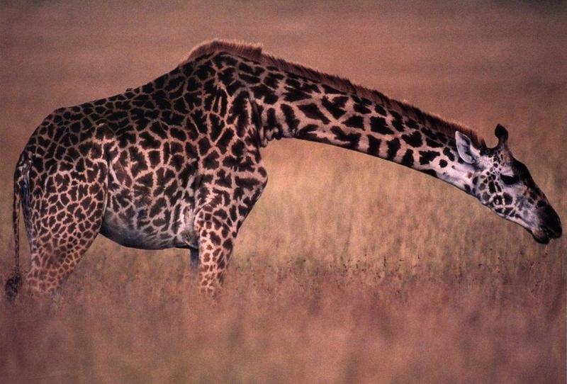 Giraffe (Giraffa camelopardalis){!--기린--> by Frans Lanting; DISPLAY FULL IMAGE.