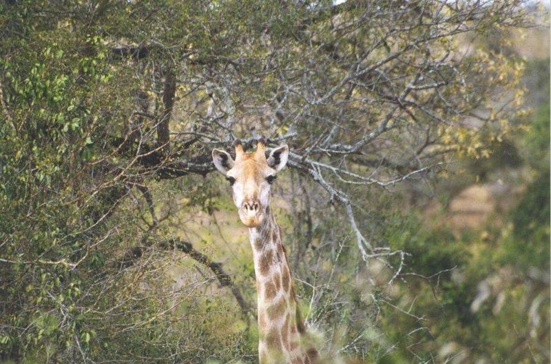 Giraffe (Giraffa camelopardalis){!--기린--> head; DISPLAY FULL IMAGE.