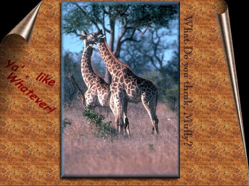 Giraffe (Giraffa camelopardalis){!--기린--> pair; DISPLAY FULL IMAGE.