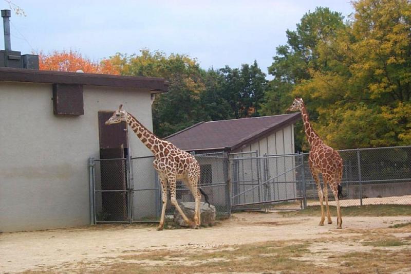 Giraffe (Giraffa camelopardalis){!--기린--> pair in Zoo; DISPLAY FULL IMAGE.