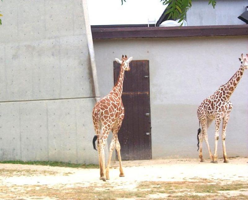 Giraffe (Giraffa camelopardalis){!--기린--> pair in Zoo; DISPLAY FULL IMAGE.