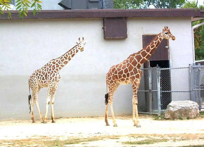 Giraffe (Giraffa camelopardalis){!--기린--> pair in Zoo; DISPLAY FULL IMAGE.