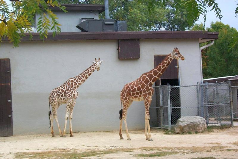 Giraffe (Giraffa camelopardalis){!--기린--> pair in Vilas Zoo; DISPLAY FULL IMAGE.