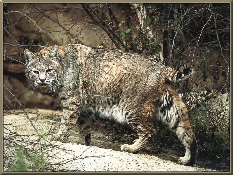 Bobcat (Lynx rufus) {!--밥캣, 붉은스라소니-->; DISPLAY FULL IMAGE.