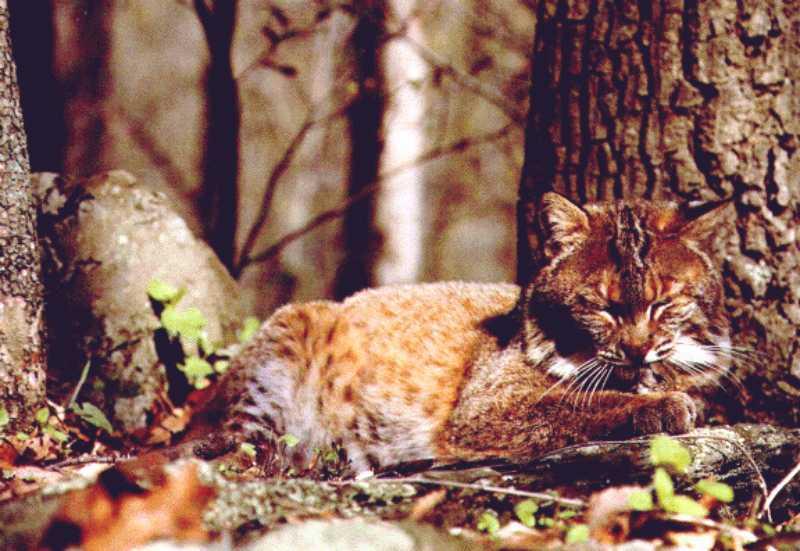 Bobcat (Lynx rufus) {!--밥캣, 붉은스라소니--> sleepy; DISPLAY FULL IMAGE.