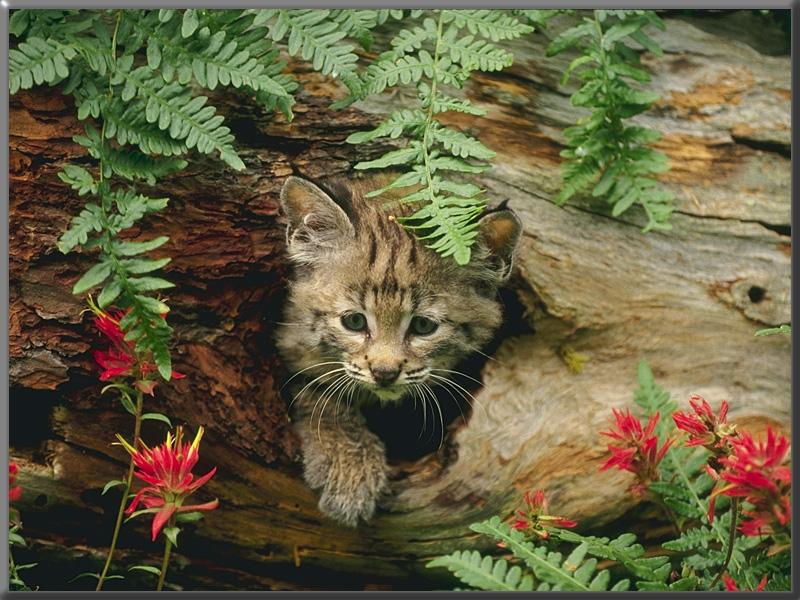 Bobcat (Lynx rufus) {!--밥캣, 붉은스라소니--> kit out of hole; DISPLAY FULL IMAGE.