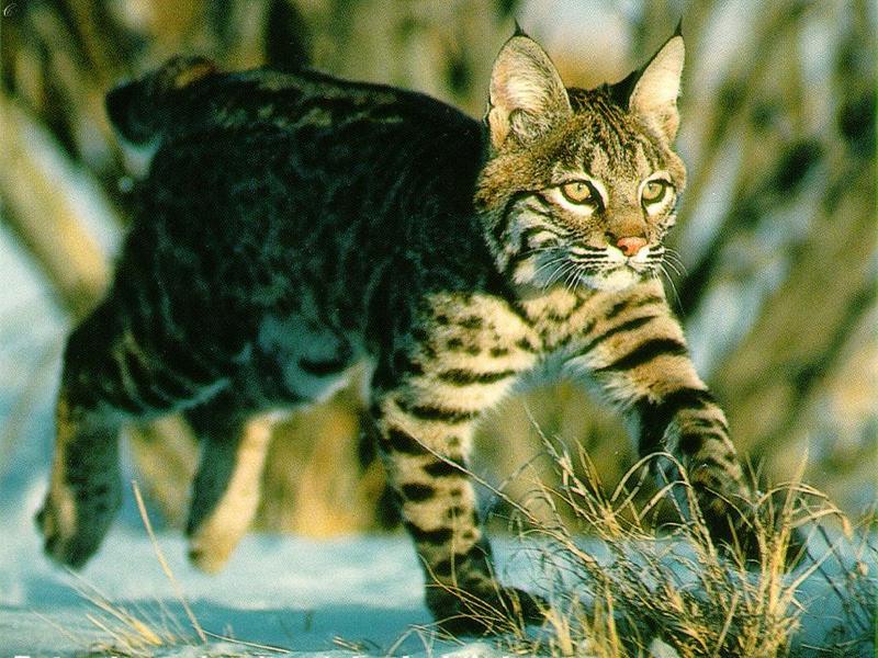 Bobcat (Lynx rufus) {!--밥캣, 붉은스라소니--> running; DISPLAY FULL IMAGE.