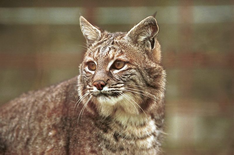 Bobcat (Lynx rufus) {!--밥캣, 붉은스라소니-->; DISPLAY FULL IMAGE.