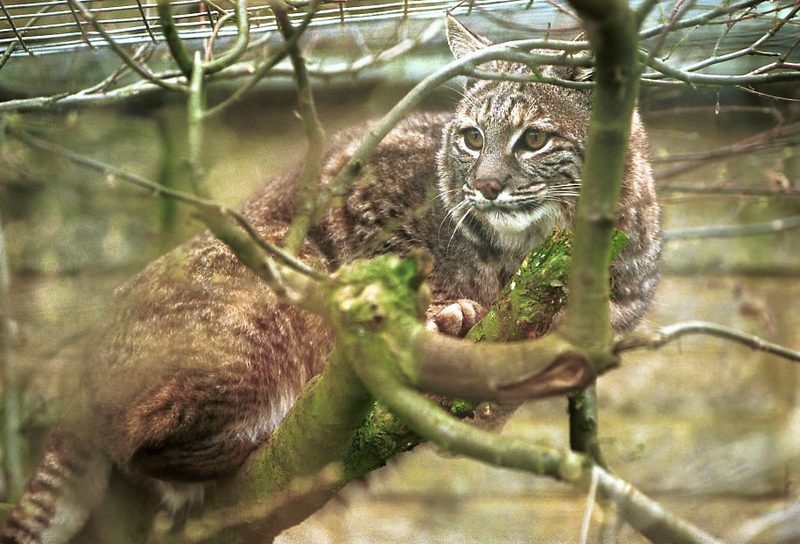 Bobcat (Lynx rufus) {!--밥캣, 붉은스라소니-->; DISPLAY FULL IMAGE.